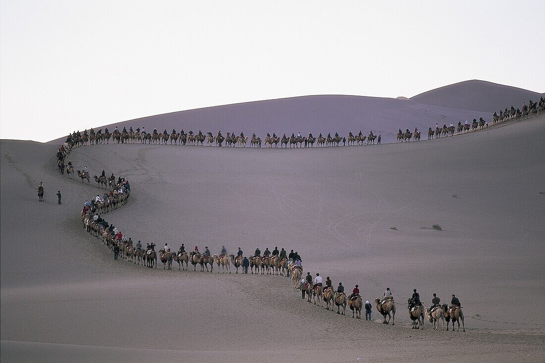 Camel, Camel Riding, Camel Train, Camels, China, As. Asia, Camel, Camels, China, Desert, Dune, Dunes, Dunhuang, Gansu, Holiday, Landmark, Mingshan, Mount, Province, Riding, Sand, Si