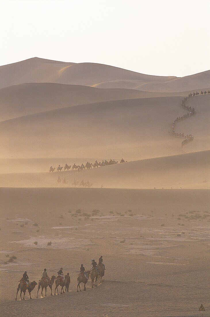 Camel, Camel Riding, Camel Train, Camels, China, As. Asia, Camel, Camels, China, Desert, Dune, Dunes, Dunhuang, Gansu, Holiday, Landmark, Mingshan, Mount, Province, Riding, Sand, Si