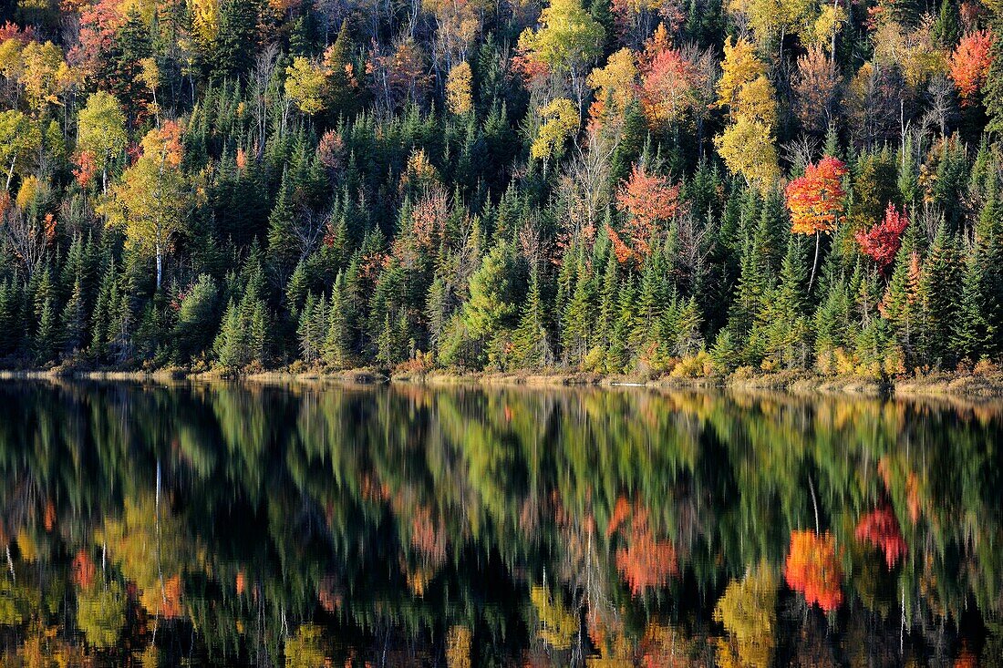 Autumn reflections on Modene Lake and forest  La Mauricie National Park, Quebec, Canada