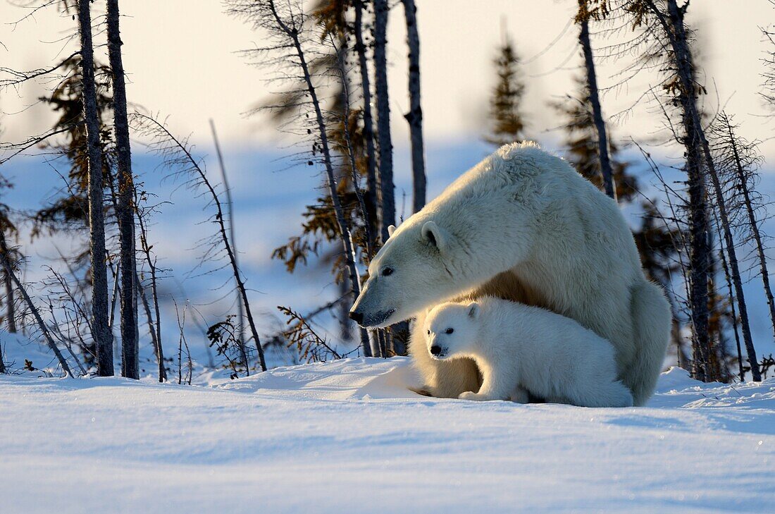 Polar bear mother Ursus maritimus with two 3 months old cubs, coming out of the den in March  Wapusk National Park, Churchill, Manitoba, Canada
