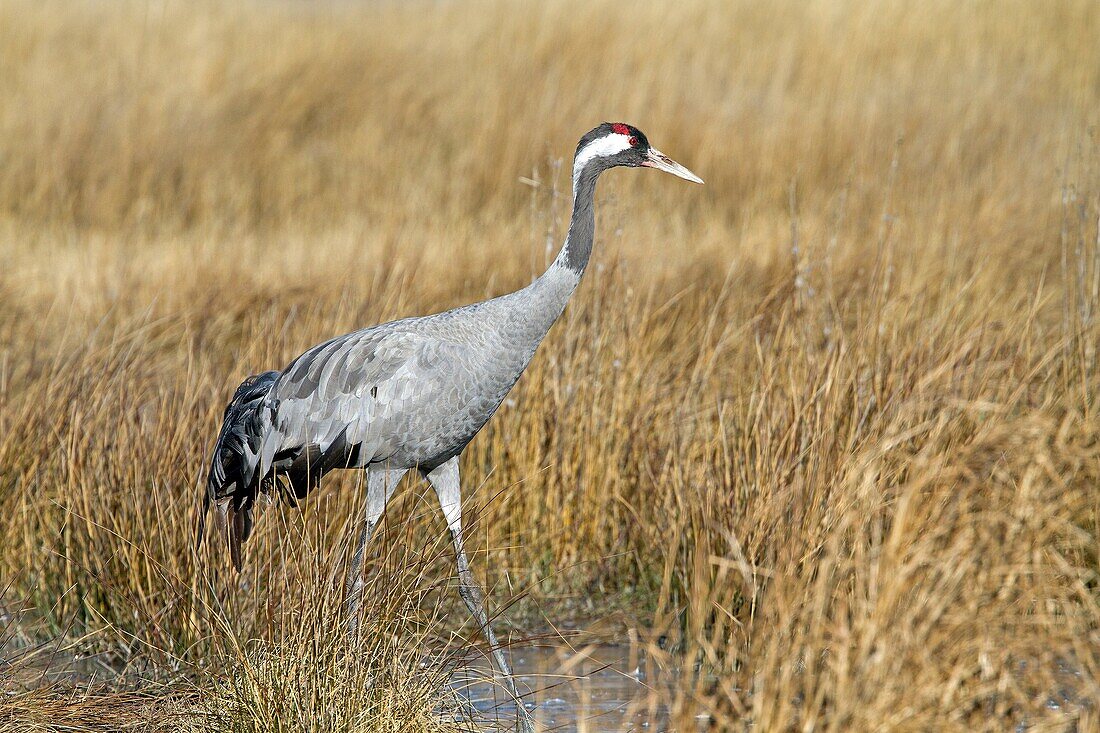 Spain, Aragon, Gallocanta lagoon, Crane  Grus grus, Order : Gruiformes, family : Gruidae