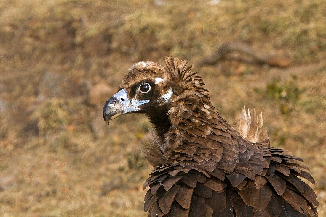 Spain, province of Lleida, Black Vulture Aegypius monachus