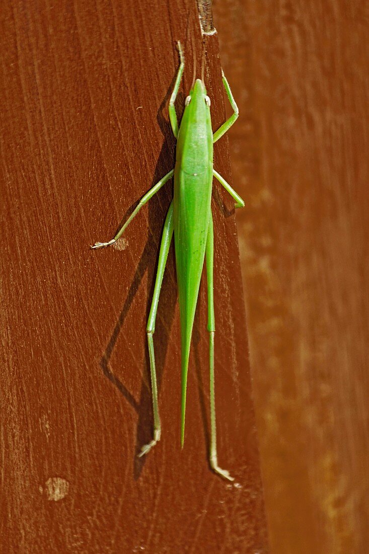 Green Grasshopper, Ruspolia nitidula