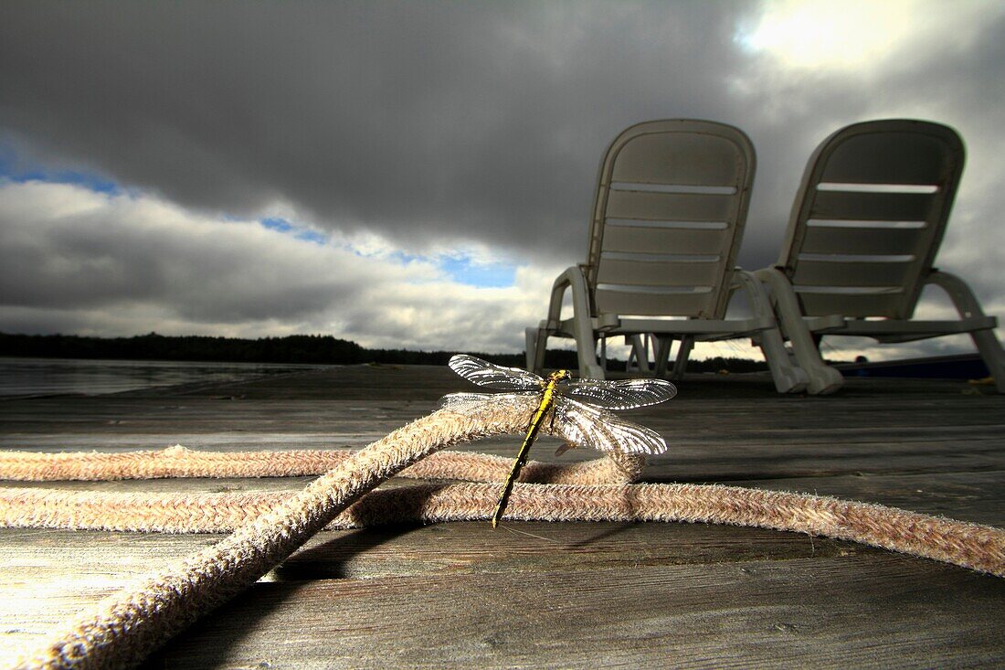 A dramatic scene where a dragonfly is perched on a rope which is on a wharf that has 2 lounge chairs