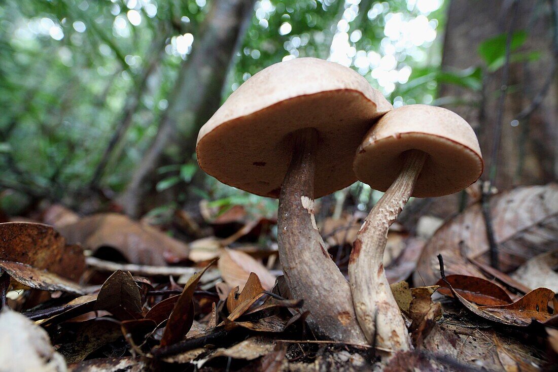 Wild mushrooms wide angled shot taken at Semengoh Wildlife Centre, Sarawak, Malaysia, Borneo