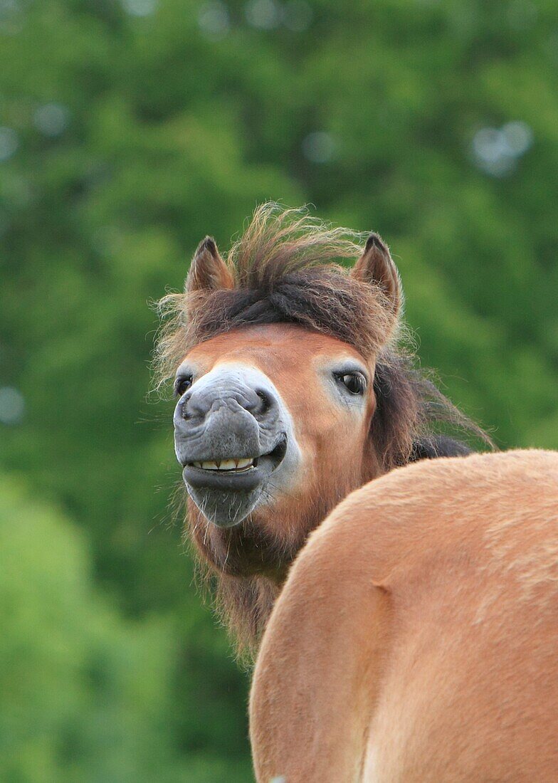 Gotland pony, Gotland Sweden.