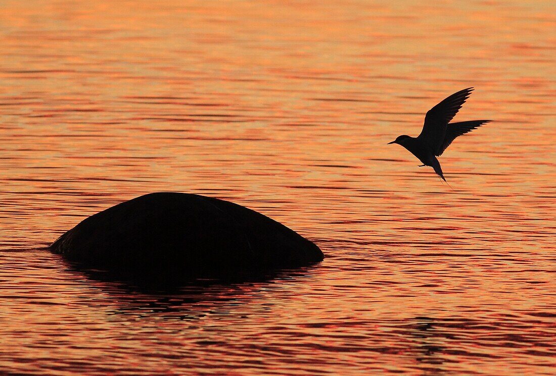 Common tern landing in sunset  Gotland Sweden.