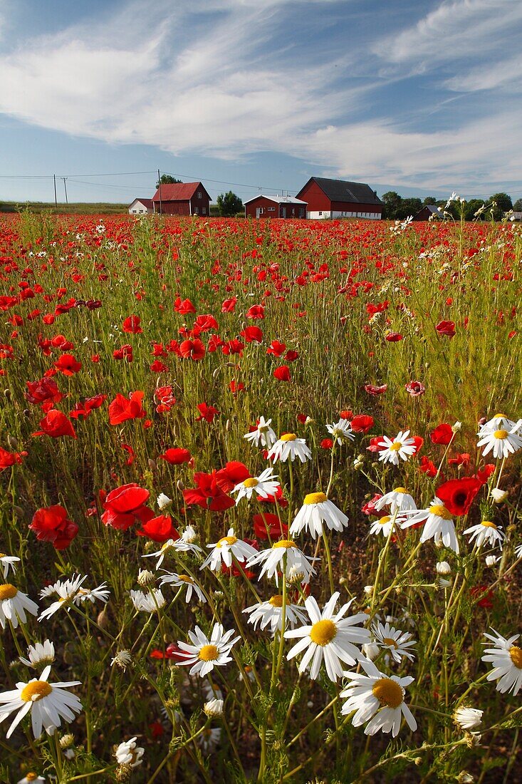 Flowery meadow Gotland Sweden