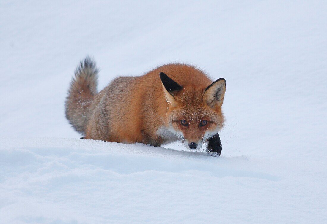 Red fox Gnesta Södermanland Sweden