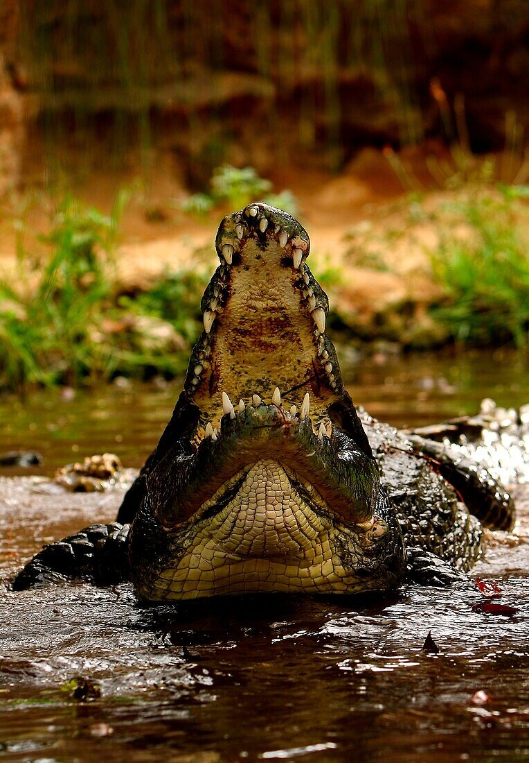 Crocodile Kenya Africa