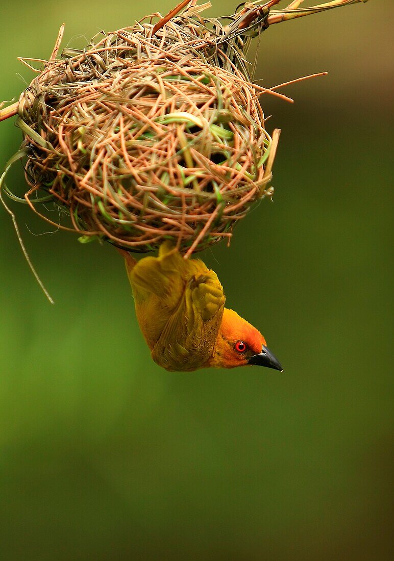 weaver bird Kenya Africa.