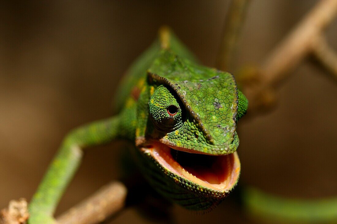 chameleon Kenya Africa.