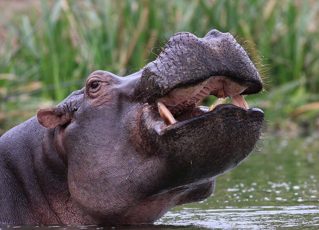 Hiopotamus Murchinson Nat Park Uganda License Image Lookphotos