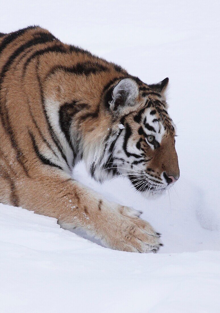 Siberian tiger / Amurtiger Panthera tigris altacia Dalarna Sweden