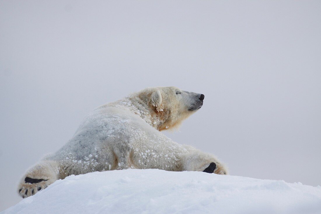 Ice bear Grönklitt Dalarna Sweden.