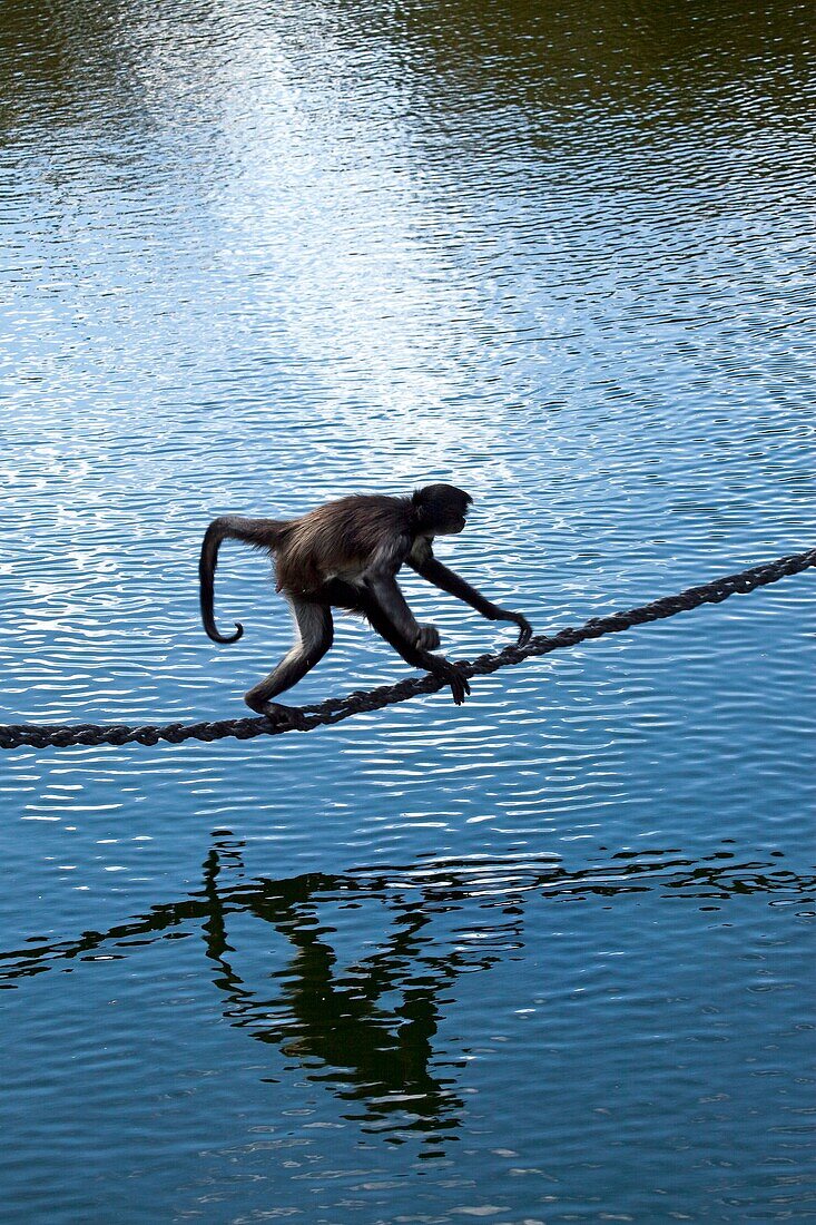 Spider monkey crossing the water by a rope at Africam Safari Zoo, Mexico
