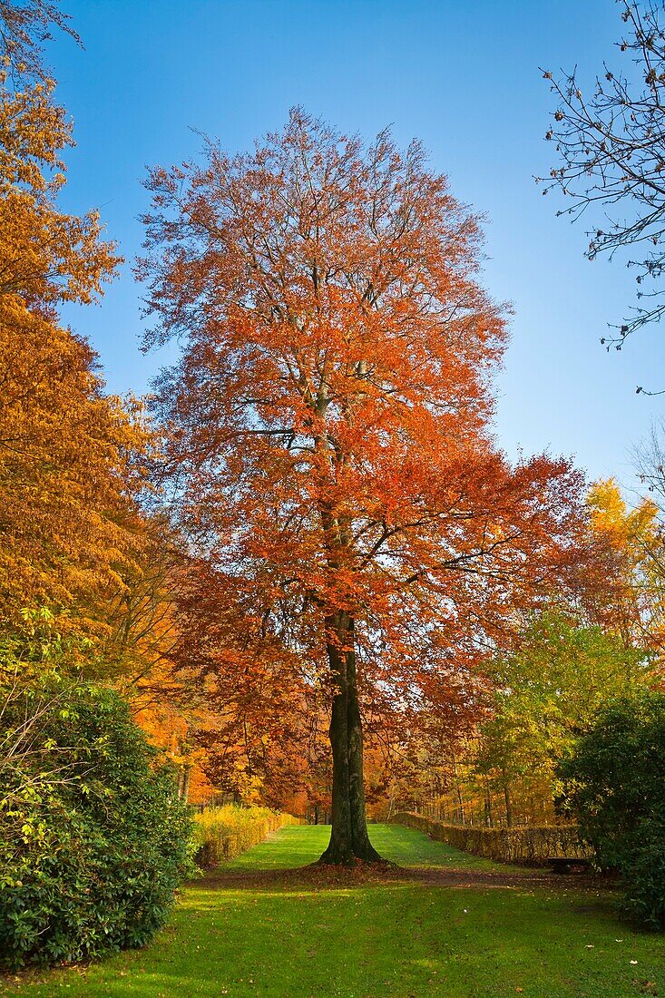 Baum, Baumstamm, Blatt, Farbe, Farben, Gelb, Grün, Herbst, Jahreszeit, Rot, Vertikal, Wald, V04-1263957, AGEFOTOSTOCK