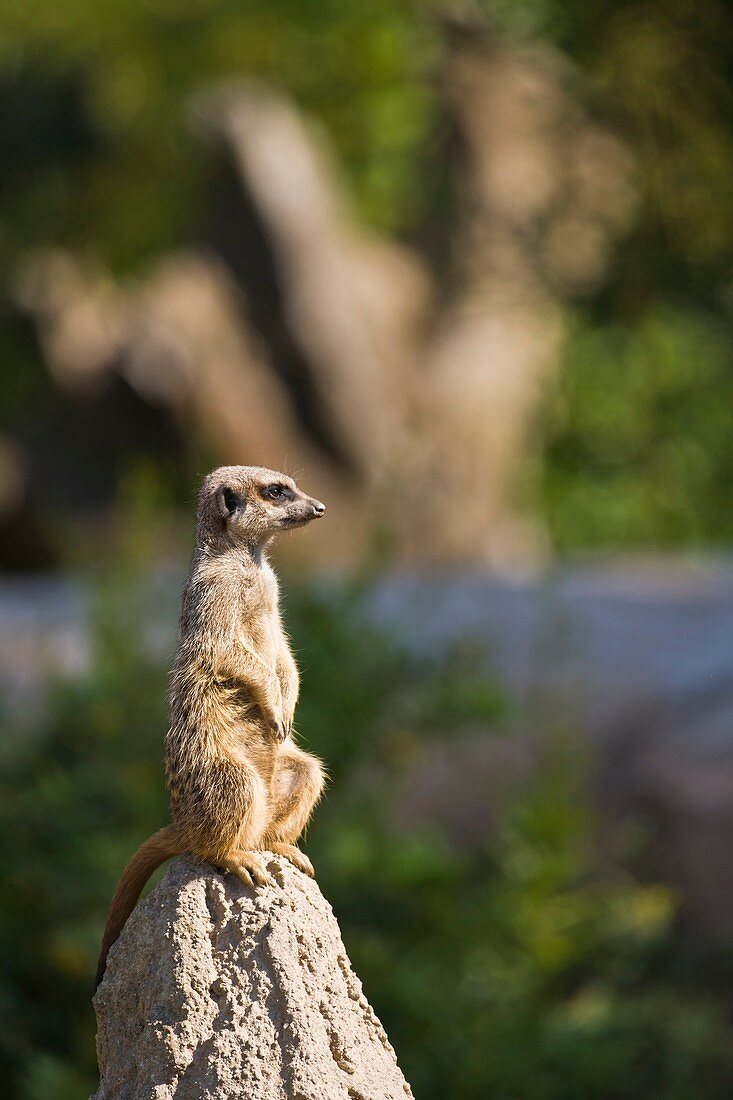 A meerkat is on lookout