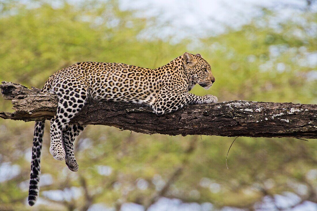 Leopard on tree