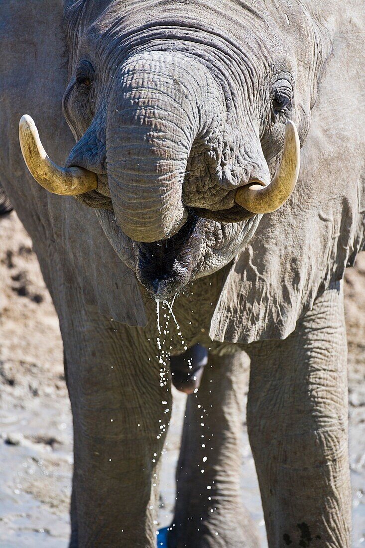 An african elephant (Loxodonta africana) drinking water at a waterhole in Botswana, Africa