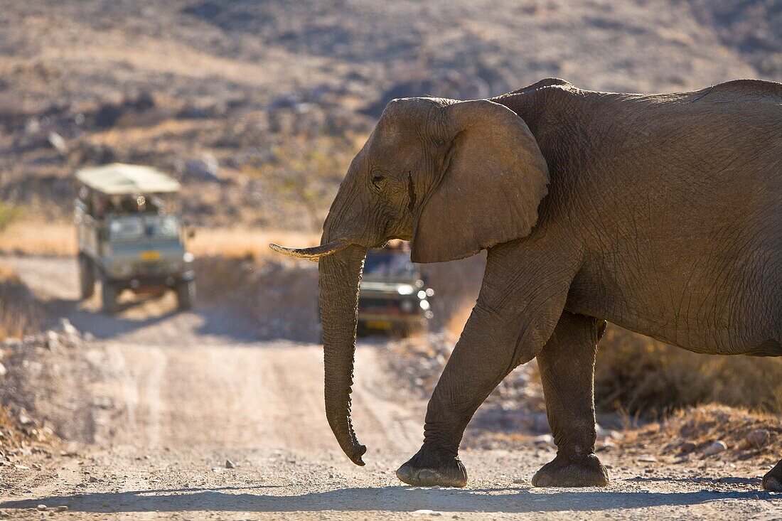 An african elephant is crossing the road in front of cars