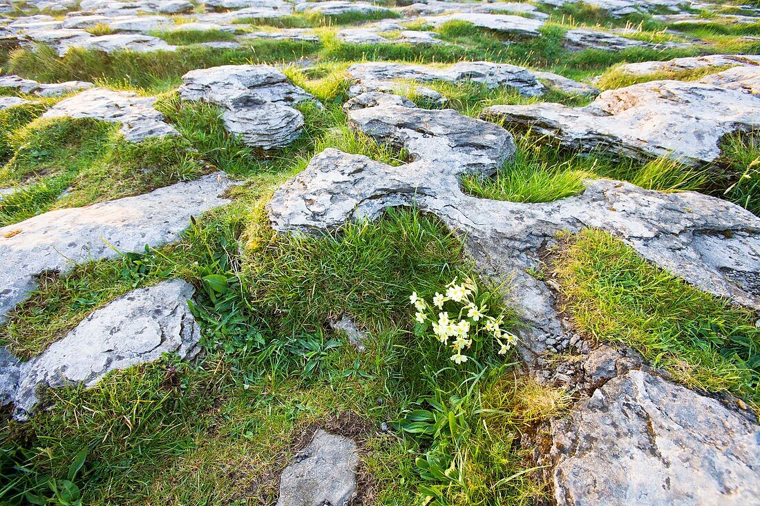 Detail of the karst landscape of the Burren, County Clare, Ireland, Europe