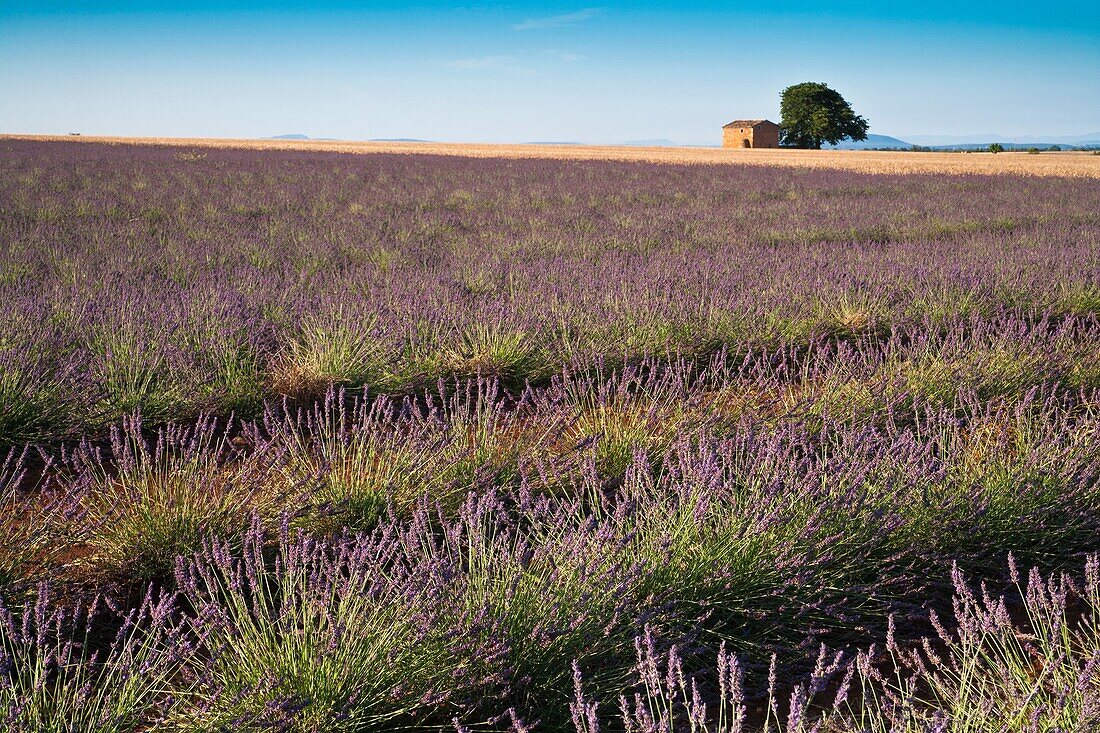 Farmhouse and lavender field in Provence, France, Europe