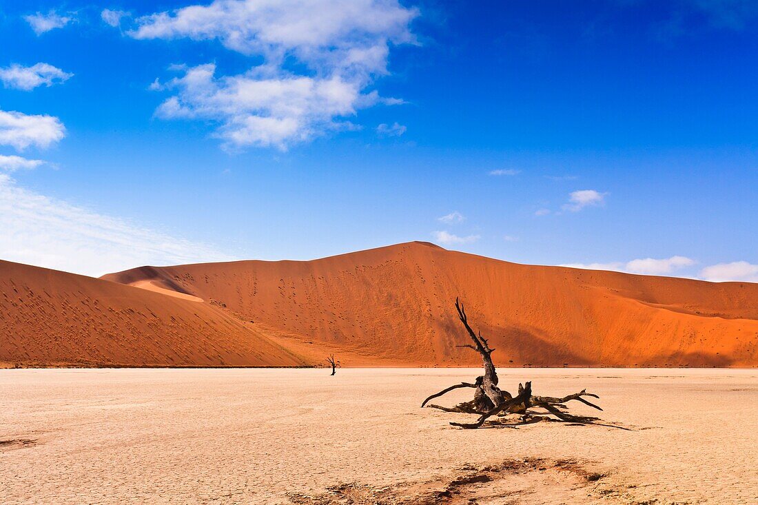 Dead tree in the Dead Vlei, Namib Naukluft Park, Namibia, Africa