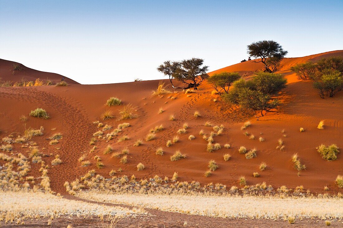 Red dune and green plants in the Namib Naukluft Park, Namibia, Africa