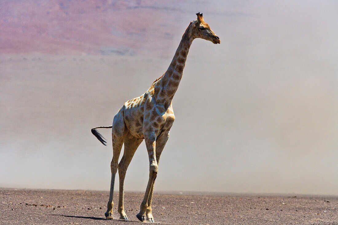 A giraffe (Giraffa camelopardalis) in a sandstorm in the Skeleton Coast Park, Namibia, Africa