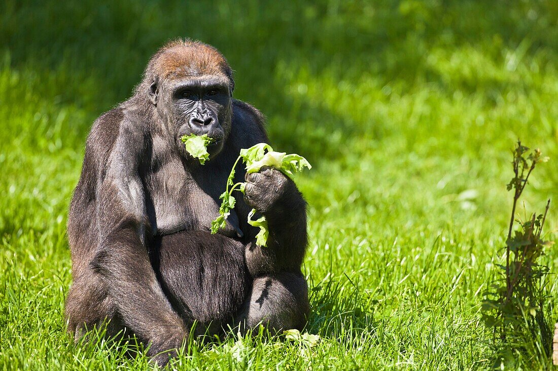 A Western Lowland Gorilla (Gorilla Gorilla) sitting in the grass and feeding on some lettuce, Captive