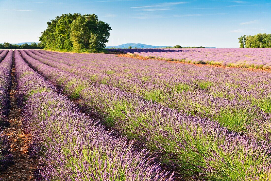 Lavender field in Provence, France, Europe