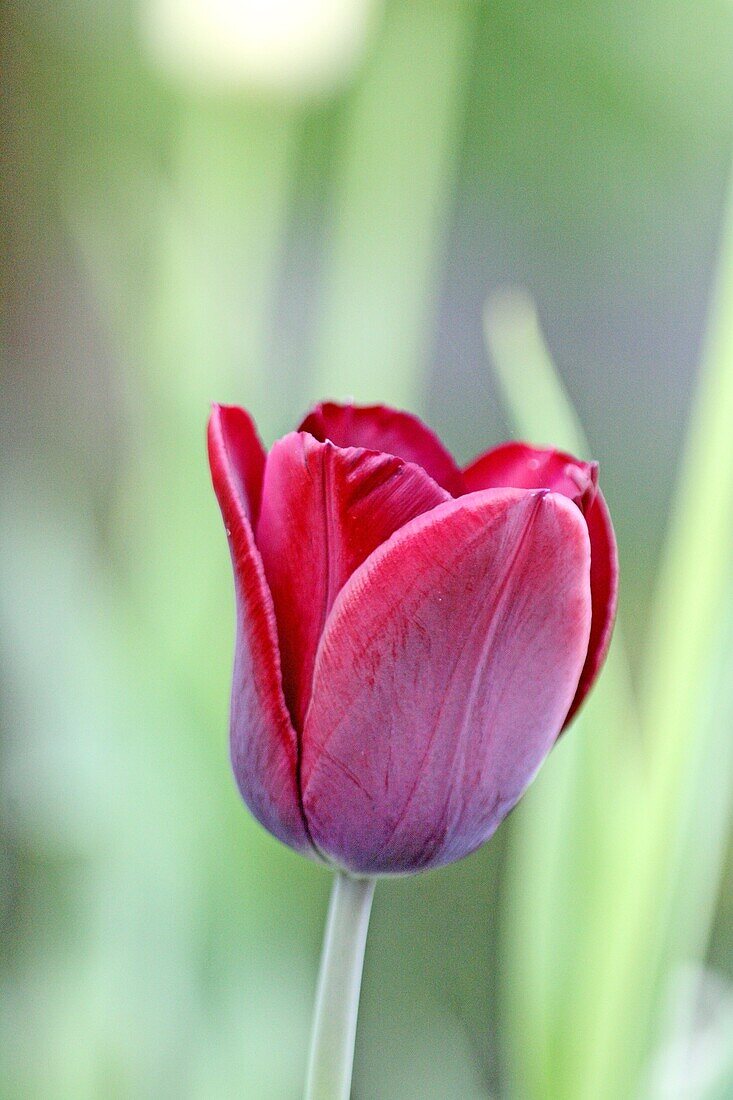 Dark burgundy tulip  From side  Open  Rich plum color against background of green tulip leaves