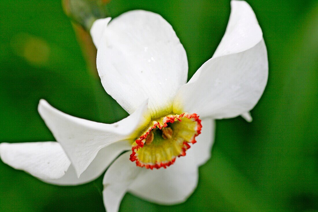 Narcissus against green  Narcissus head at an angle against green background  Fills frame  Corona is yellow with thin red edge