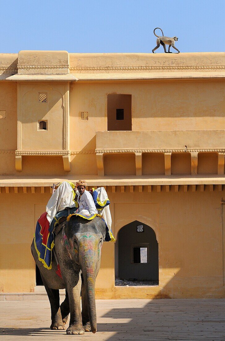 India, Rajasthan, Amber Palace, Jaleb courtyard, Mahout and elephant