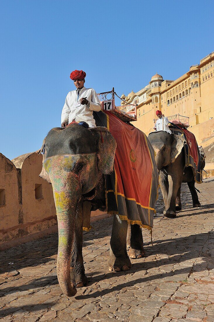 India, Rajasthan, Amber fort, Mahouts on elephant back