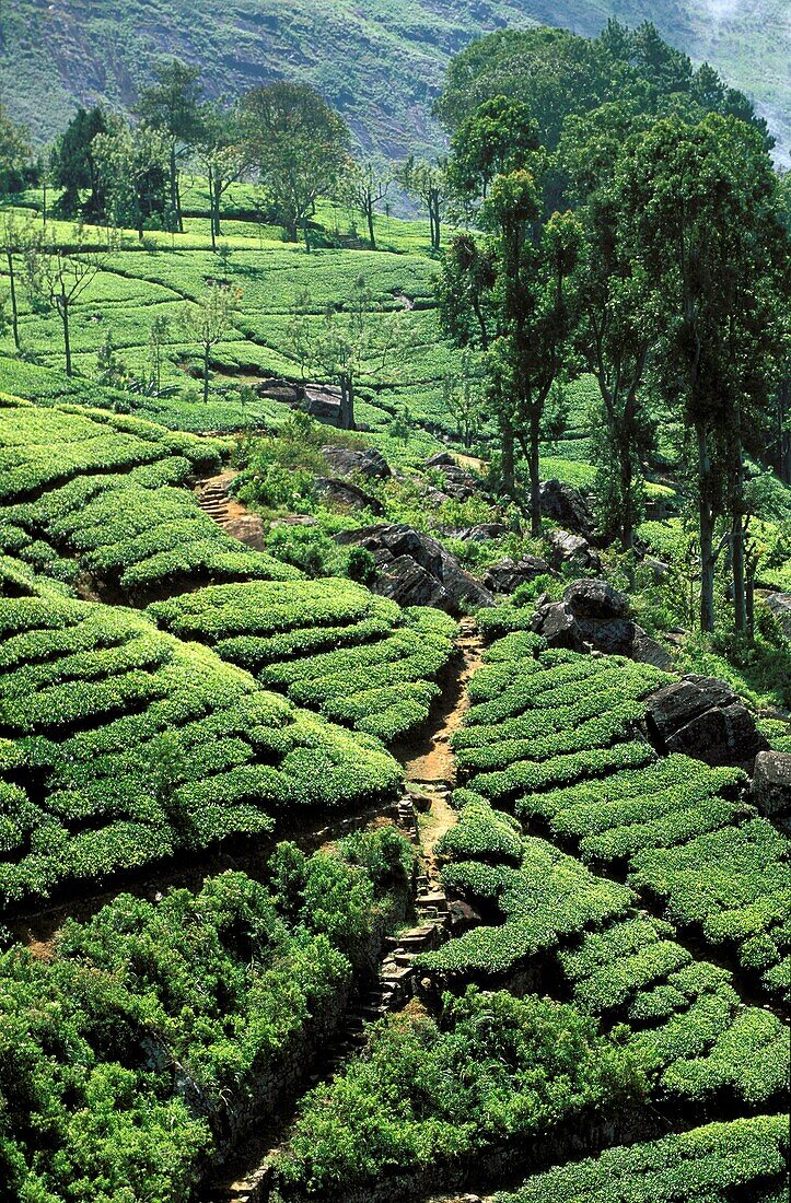 Dambatenne tea plantation was founded by Sir Thomas Lipton in 1890, Sri Lanka