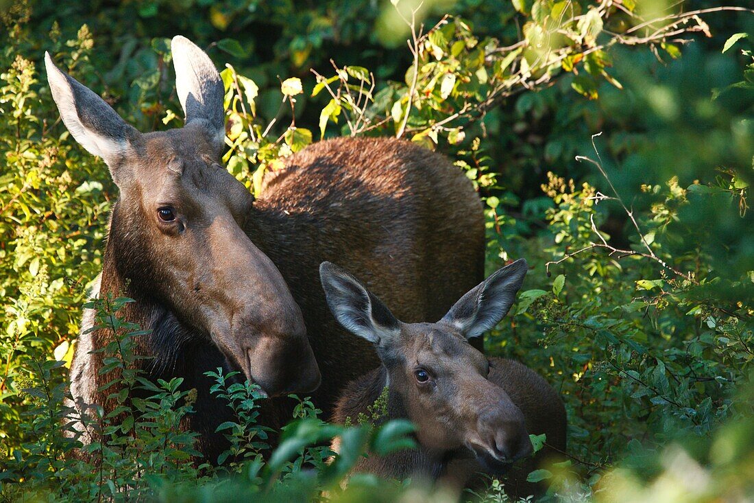 Moose and calf on the side of the Kancamagus Highway route 112, which is one of New England´s scenic byways in the White Mountains, New Hampshire USA