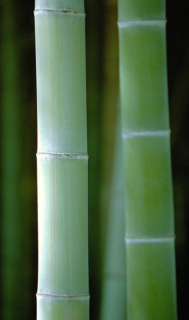 Bamboo Arashiyama Japan