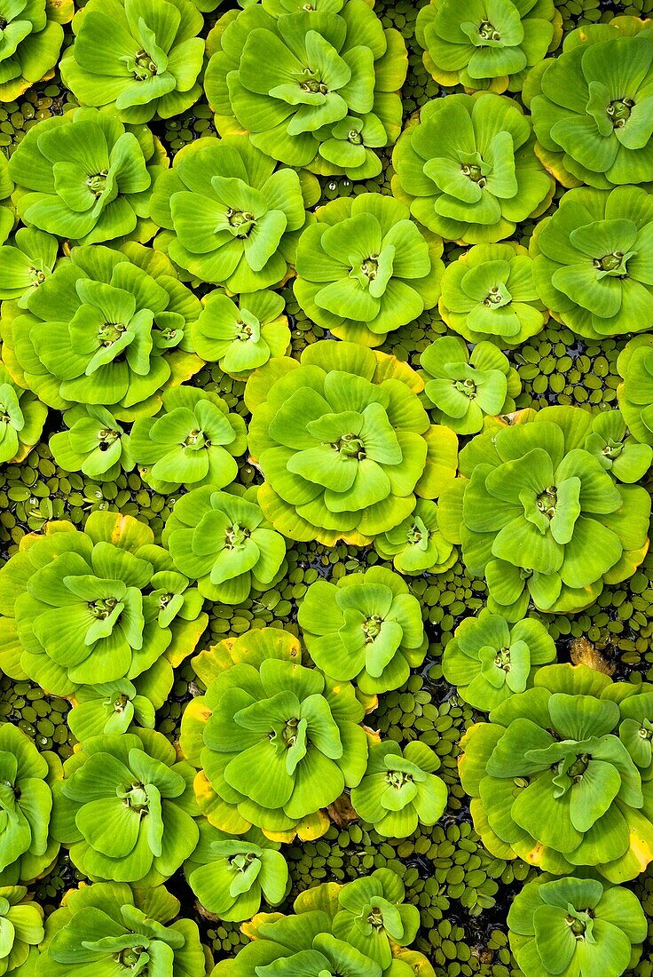 Water lettuce, Pistia straroites plants