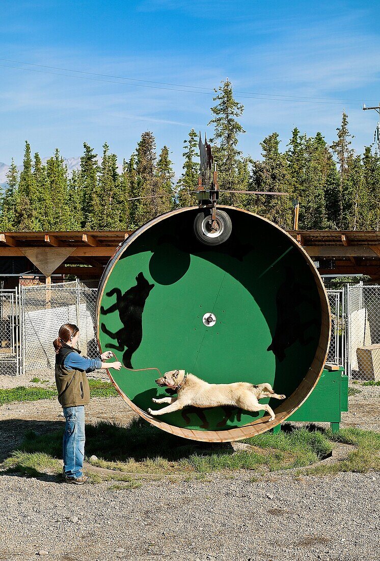 Alaskan Huskey sled dog on training wheel at Jeff King´s Huskey Homestead Kennel, Denali, Alaska, USA