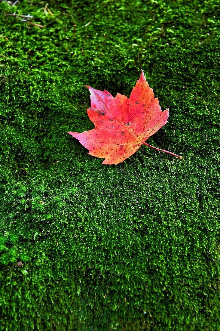 Red maple leaf on a bed of green moss