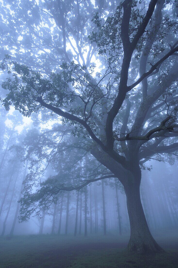 Tree in the Mist