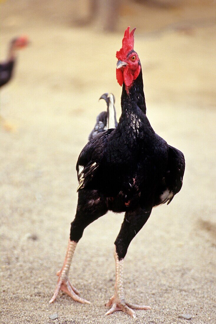 cock, Sumatra island, Republic of Indonesia, Southeast Asia and Oceania
