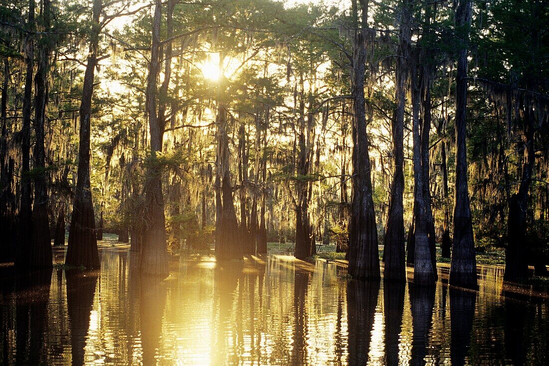 Atchafalaya-Becken, Henderson, Louisiana, Vereinigte Staaten von Amerika, Amerika