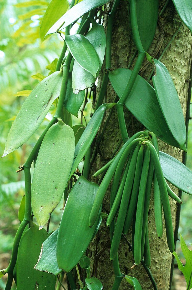 vanilla beans, Reunion island, overseas departement of France, Indian Ocean