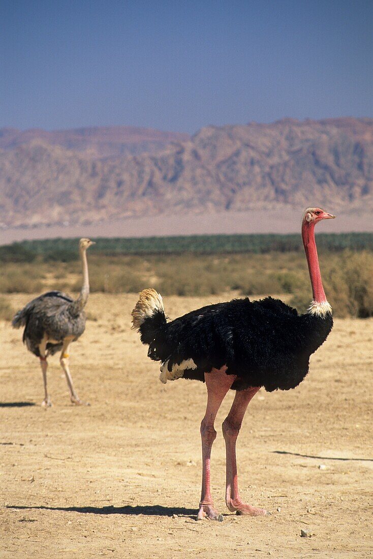ostrich, Hai-Bar Yotvata Reserve, Arava Valley, Negev, Israel, Middle East, Western Asia