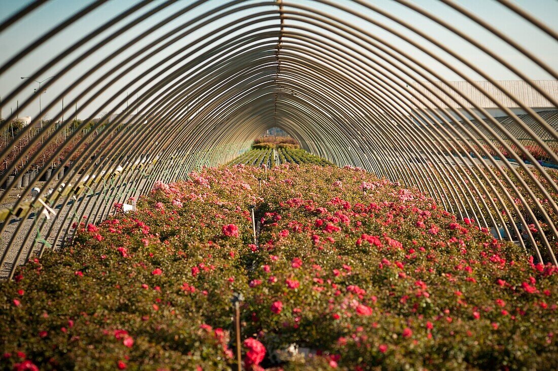 Plants in a nursery