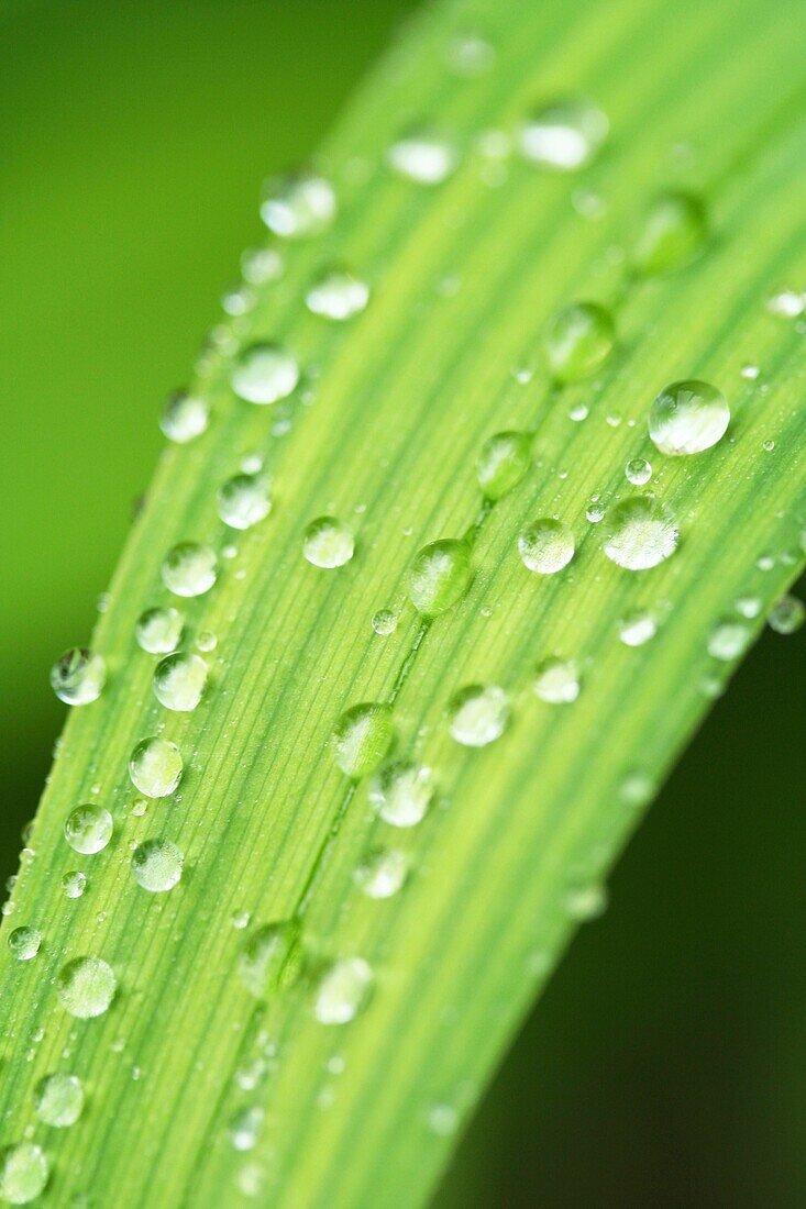 Droplets in Iris leaf