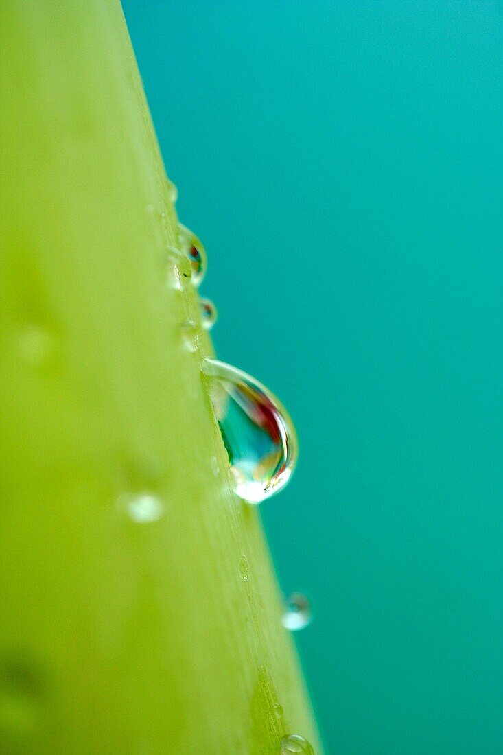 Raindrops in Amarylis stem Hippeastrum hybr